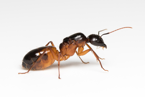 神圣弓背蚁Camponotus sanctus