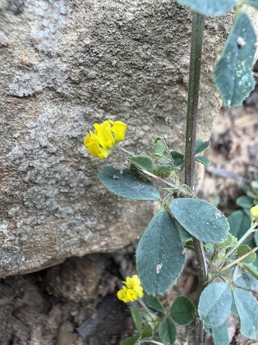 Black Medick