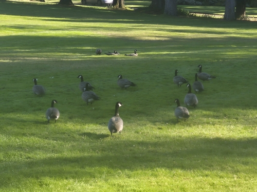 Cackling Goose