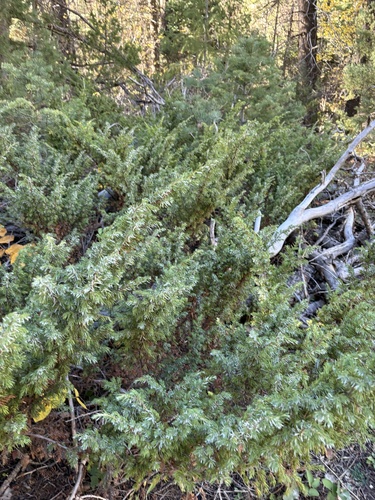 American common juniper