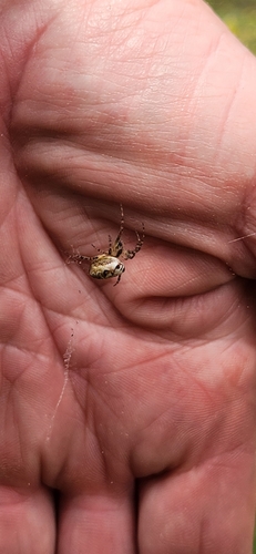 Eastern Bush Orbweaver