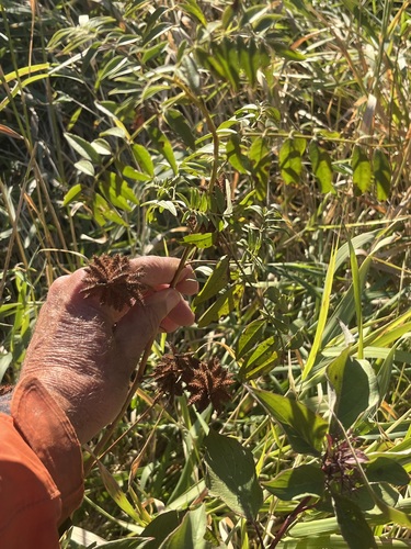 Wild Licorice