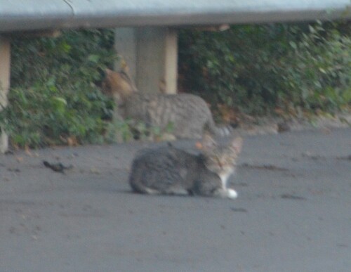 Domestic Cat