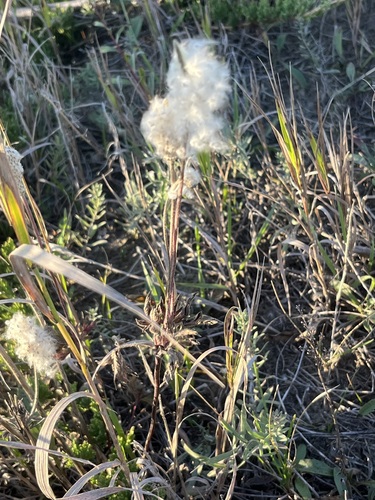 Cylindrical Thimbleweed