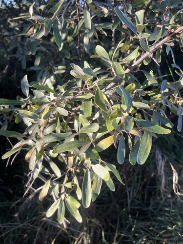 silver buffaloberry