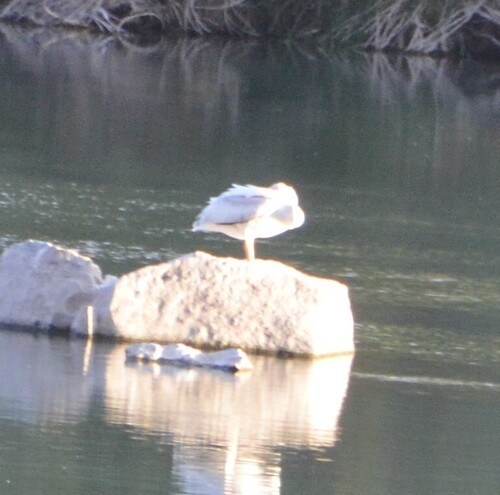 American White Pelican