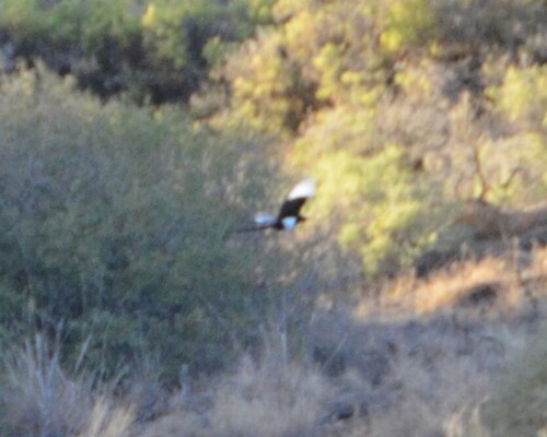 Black-billed Magpie