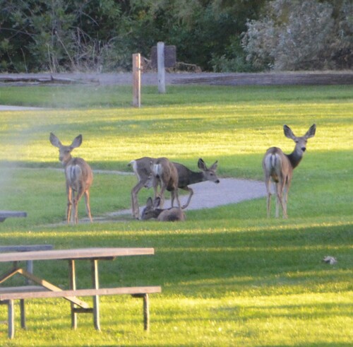 Rocky Mountain Mule Deer