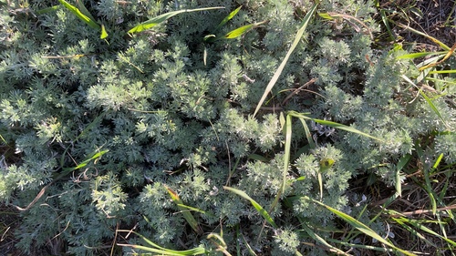 fringed sagebrush
