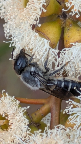 Megachile semiluctuosa