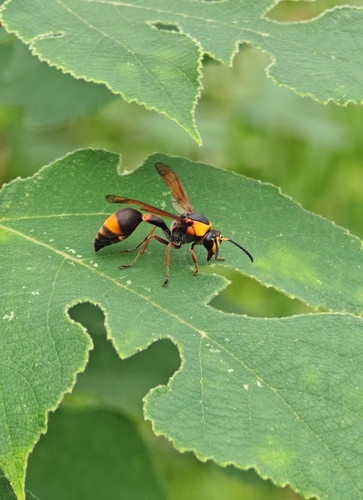 Oreumenes decoratus