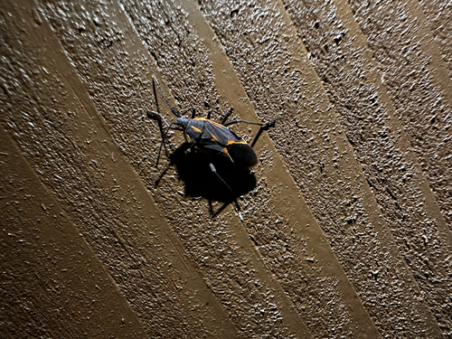 Eastern Boxelder Bug