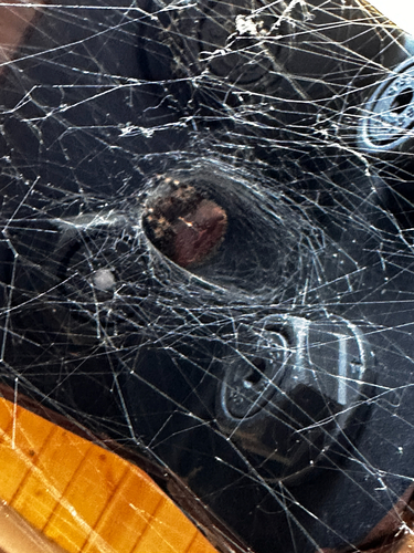 Cat-faced Orbweaver