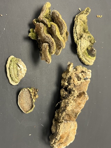 Mossy Maze Polypore