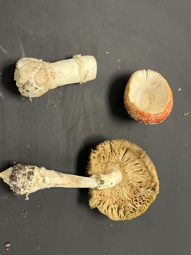 Fly Agaric