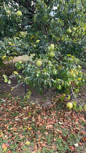 Chinese Quince