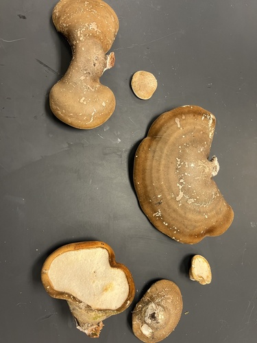 birch polypore