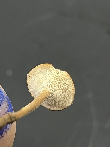 Winter polypore