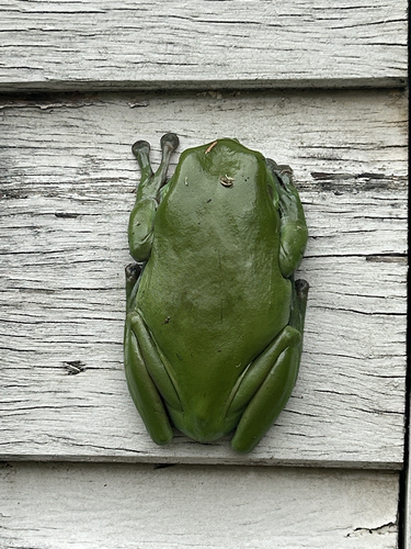 Green Tree Frog