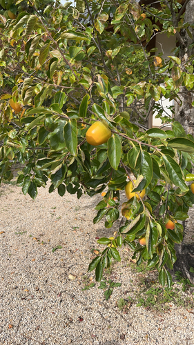 Japanese Persimmon