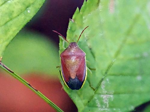 Gorse Shield Bug