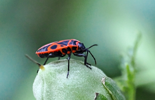European Firebug