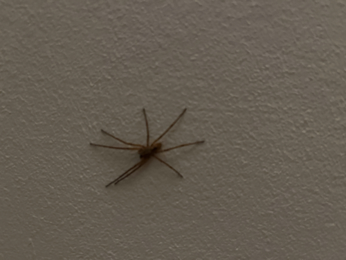Mediterranean Spiny False Wolf Spider