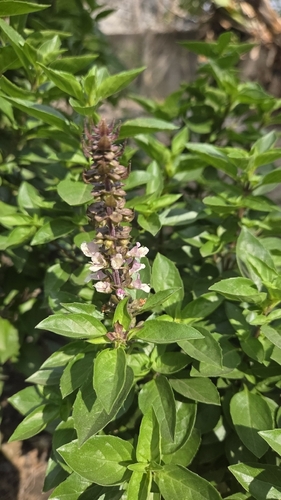 Sweet basil
