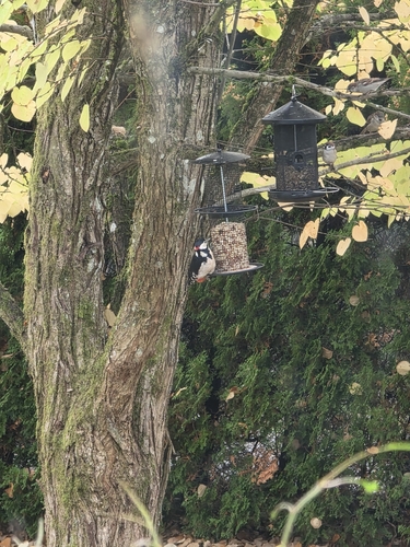 Great Spotted Woodpecker