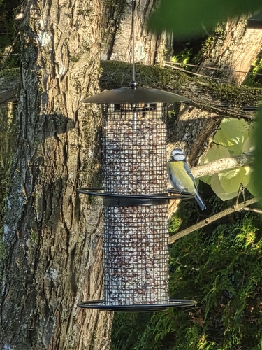 Eurasian Blue Tit