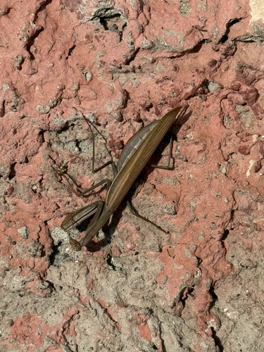 European Mantis