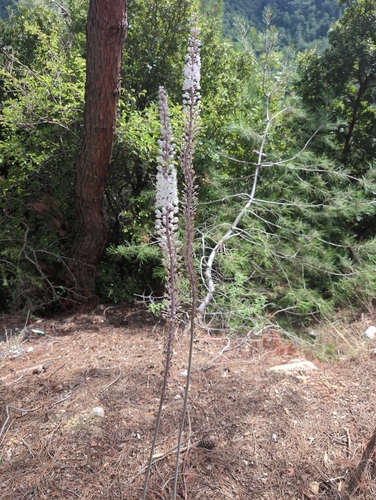 Sea Squill