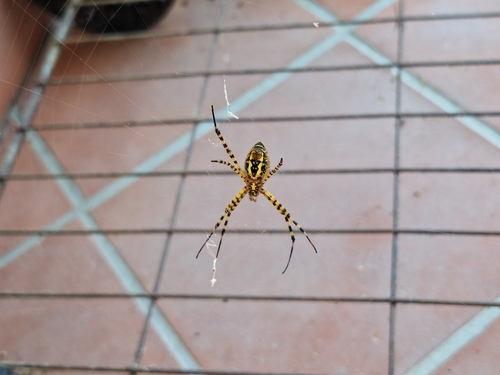 Banded Garden Spider