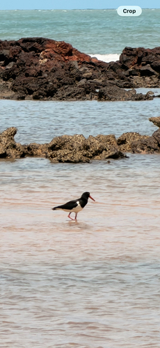 Pied Oystercatcher