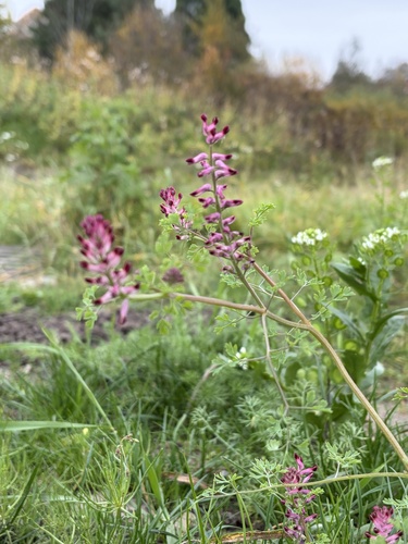 Common Fumitory