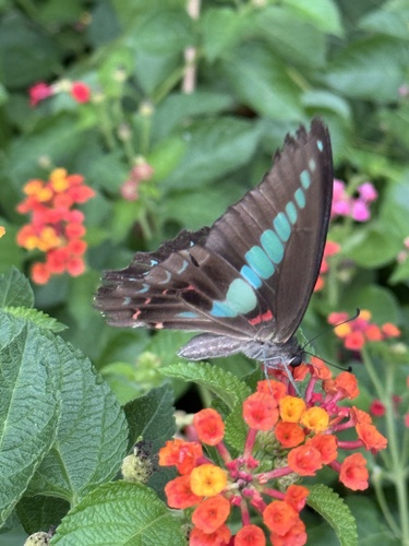 Common Bluebottle