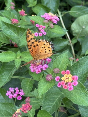 Tropical Fritillary