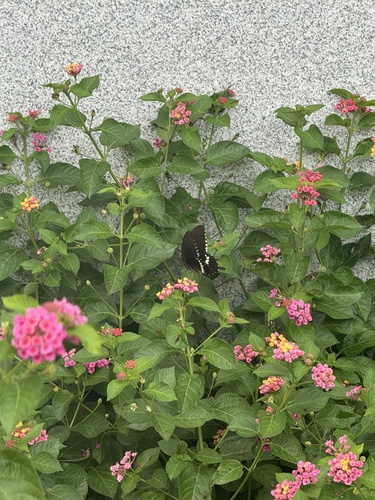 Common Mormon Swallowtail