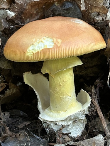 Caesar's mushroom