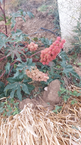 castor bean