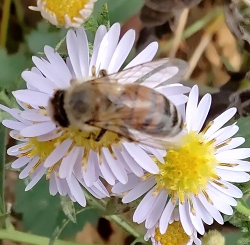 Western Honey Bee