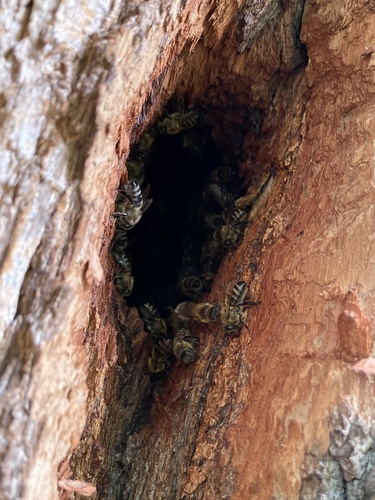 Western Honey Bee