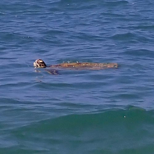 Green Sea Turtle