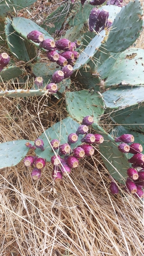 Western Pricklypear