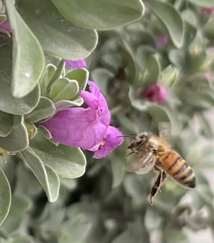 Western Honey Bee