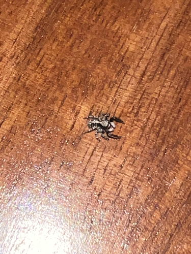 House Jumping Spider