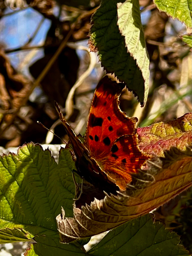 European Comma