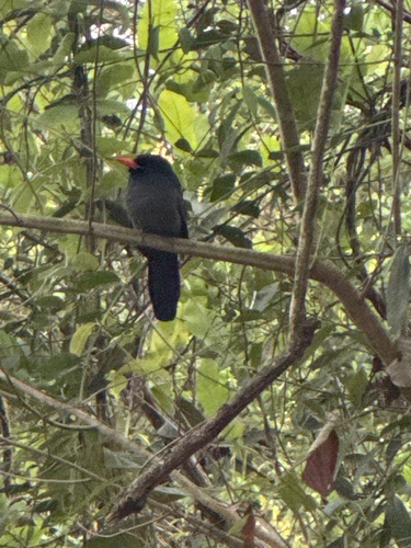 Black-fronted Nunbird