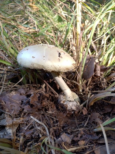 False Death-cap