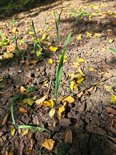 Sand Leek